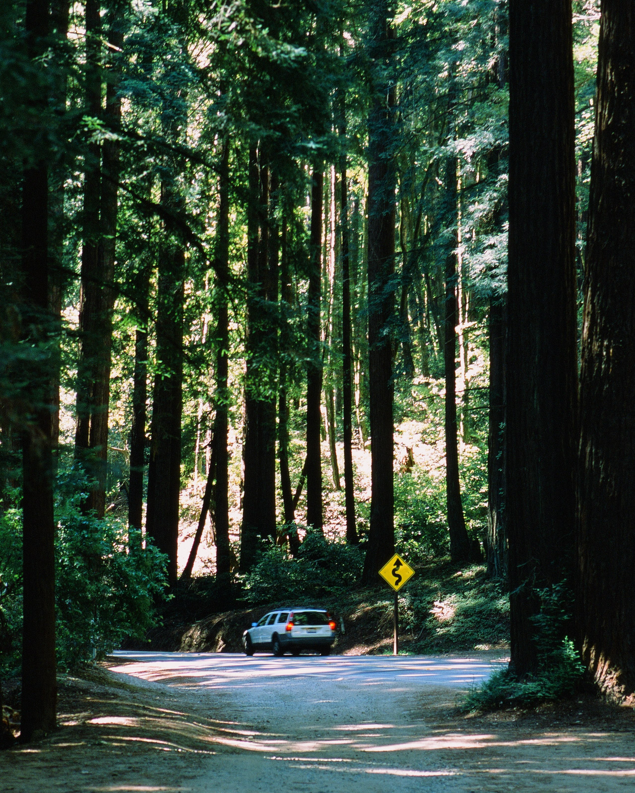 Redwood road
