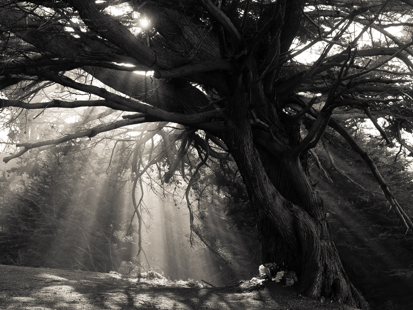Magic tree just off the secret path after that turnout past the thing